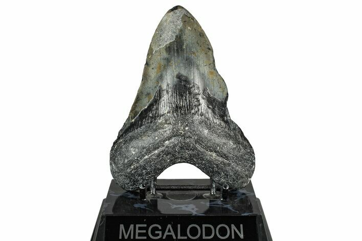 Bargain, Fossil Megalodon Tooth - North Carolina #358915